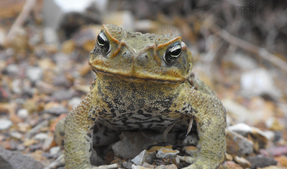 Article image for WA’s fight against cane toads falters as amphibian reaches west-coast