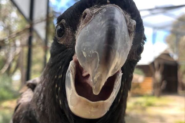 Article image for Cockatoo crisis drives calls to halt logging