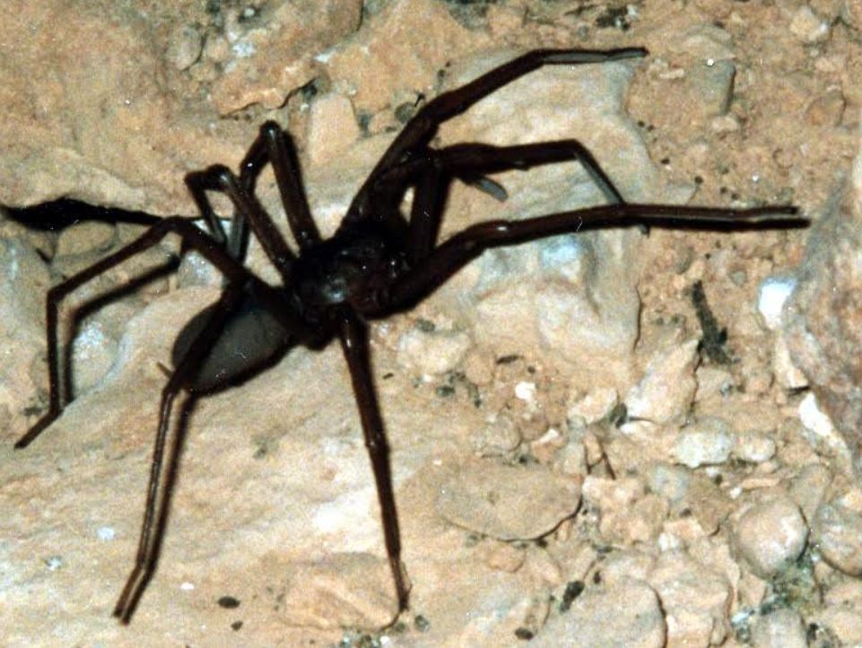 Rare spider named after Australian heroes – 6PR