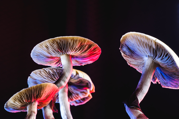 How psychedelics could be the cure for mental illness