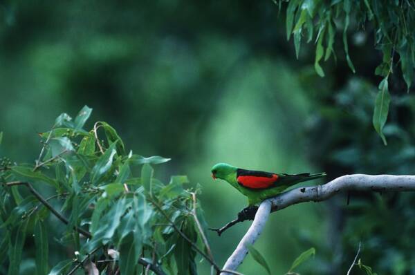 Article image for Red-winged parrots are getting drunk off fermenting mangoes in the Kimberly