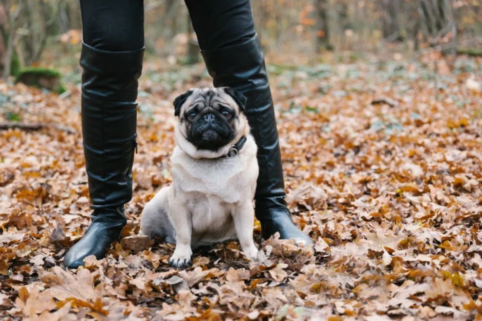 Article image for Calls to change the face of pugs and french bulldogs in Australia