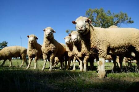 Public confidence in the live export industry has increased