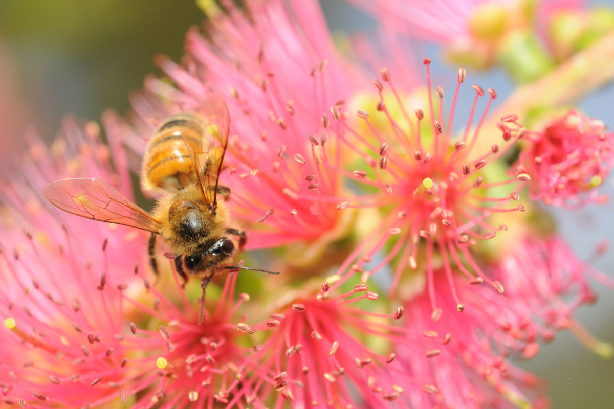 Article image for New species of bee found in Perth bushland