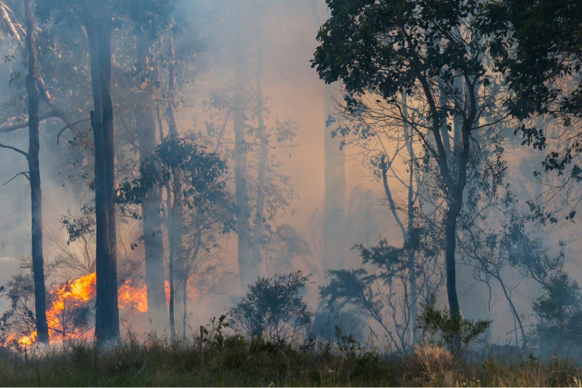 Article image for ‘No reprieve’: WA’s bushfire season predicted to be one of the worst