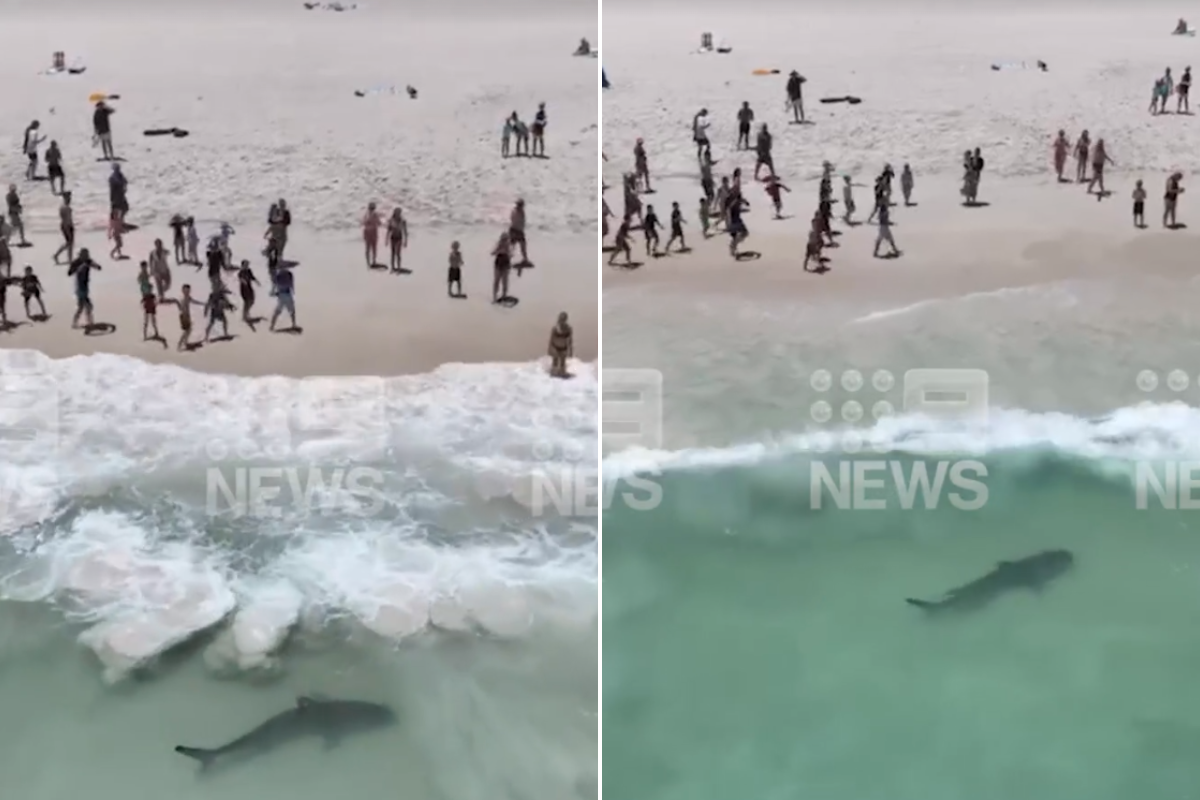 Article image for WATCH: Incredible footage of 2.5-metre tiger shark off Mullaloo beach