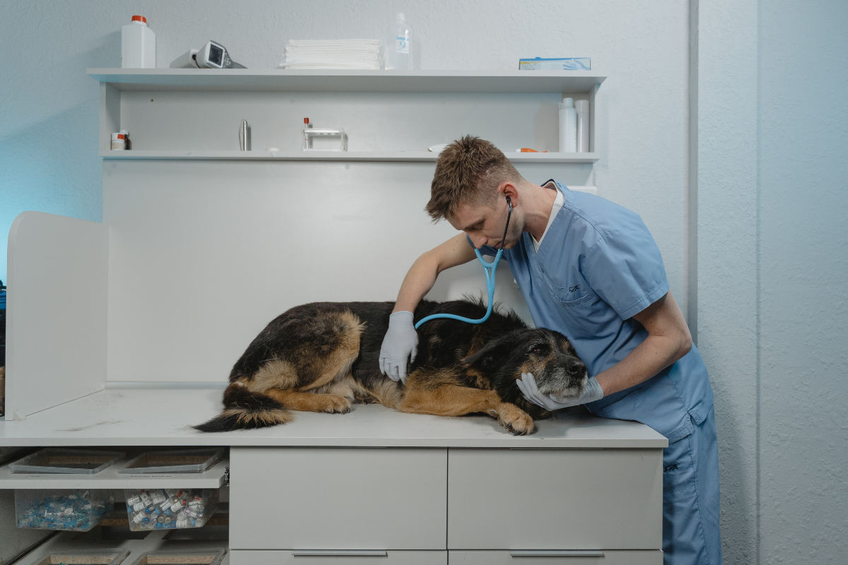 Article image for WA vet clinics struggle to cope as staff shortages hit concerning low