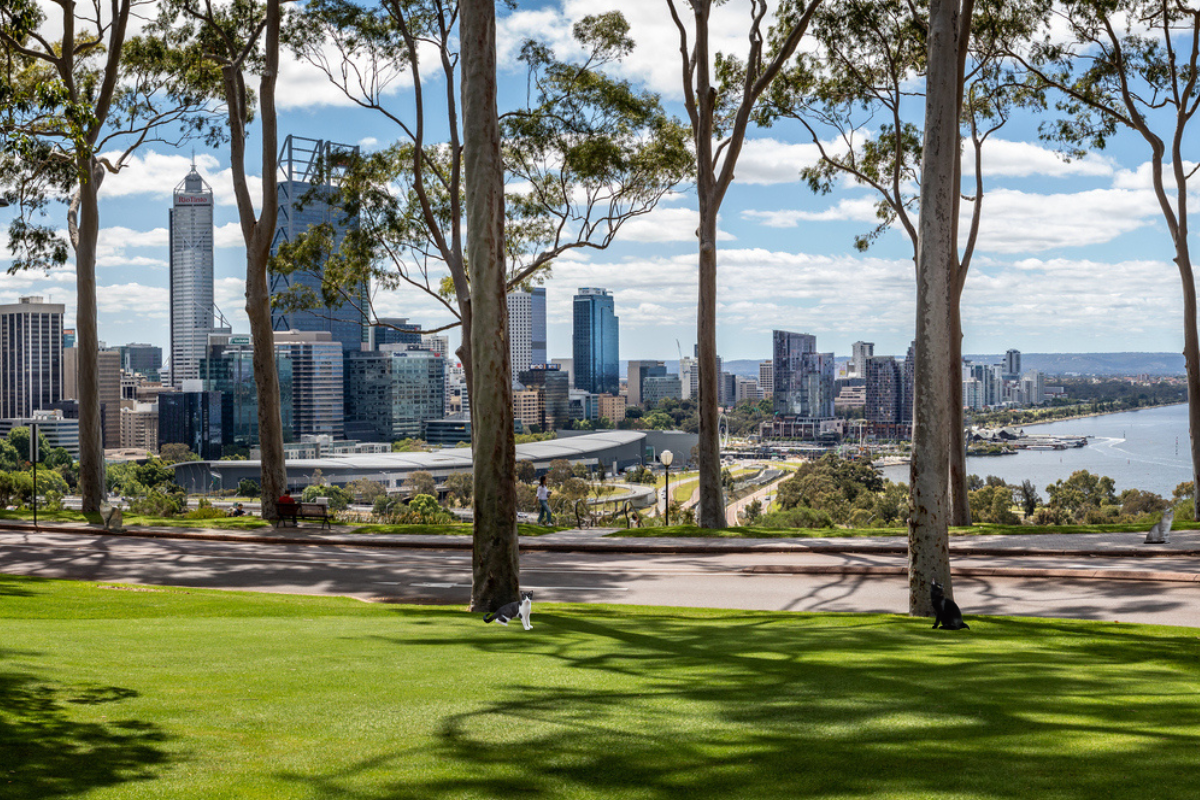 Article image for Kings Park faces stray cat invasion endangering local wildlife