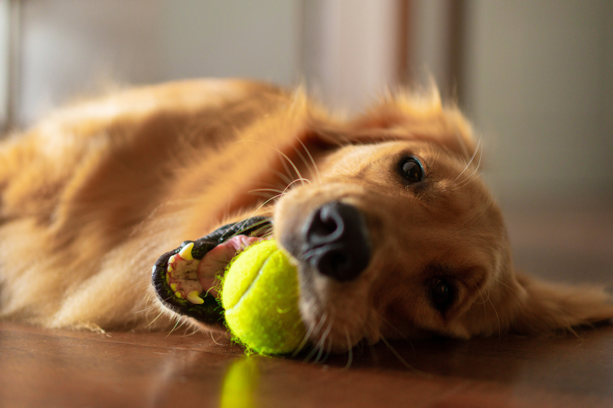 Article image for Australian Open to donate tennis balls to RSPCA