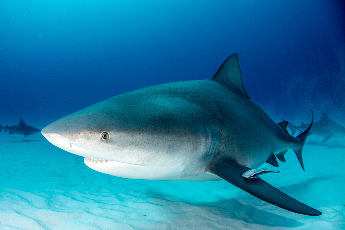 Article image for Why the Fisheries Minister believes swimmers are at ‘low risk’ of being attacked by a shark in the Swan River