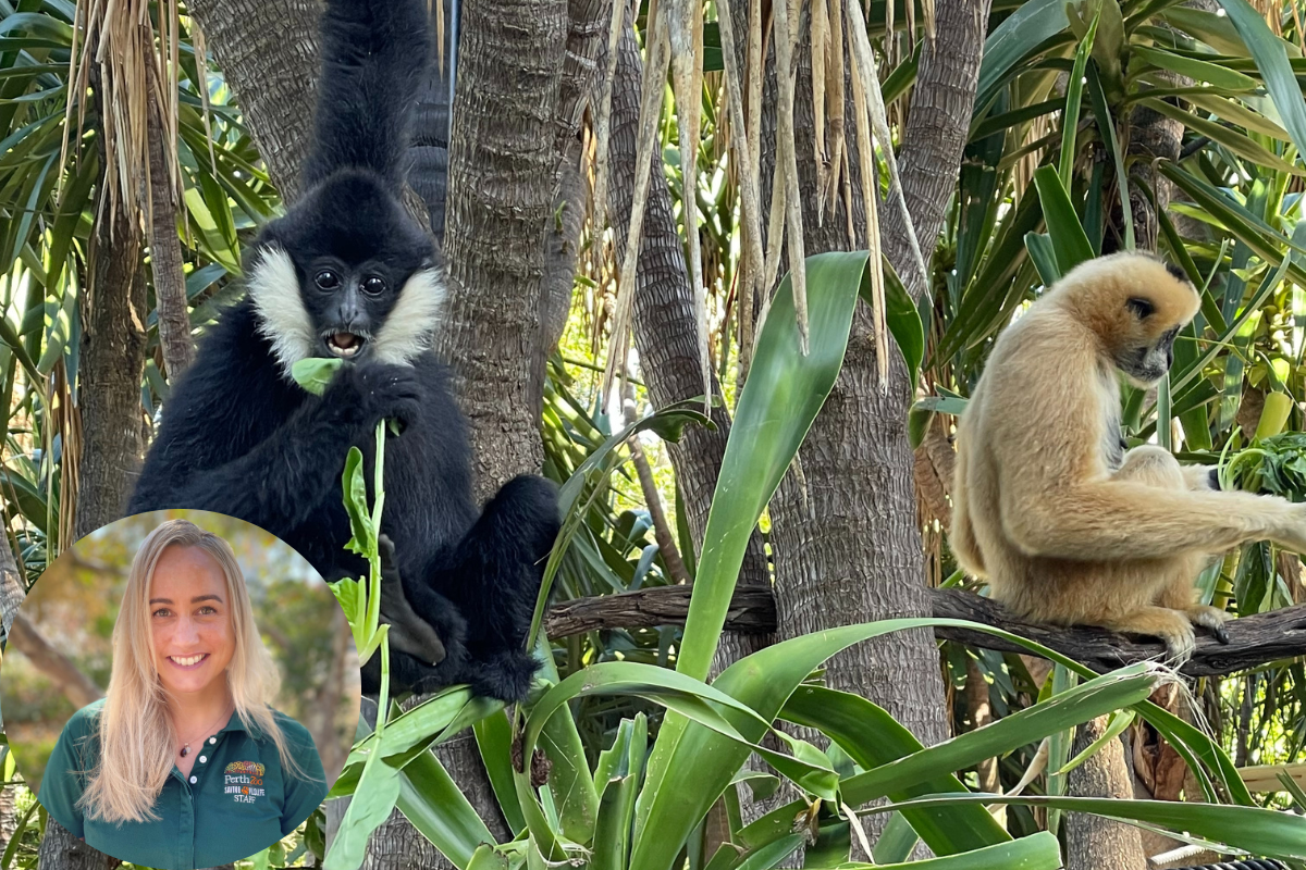 Article image for Meet the Perth Zoo animals looking for love this Valentine’s Day