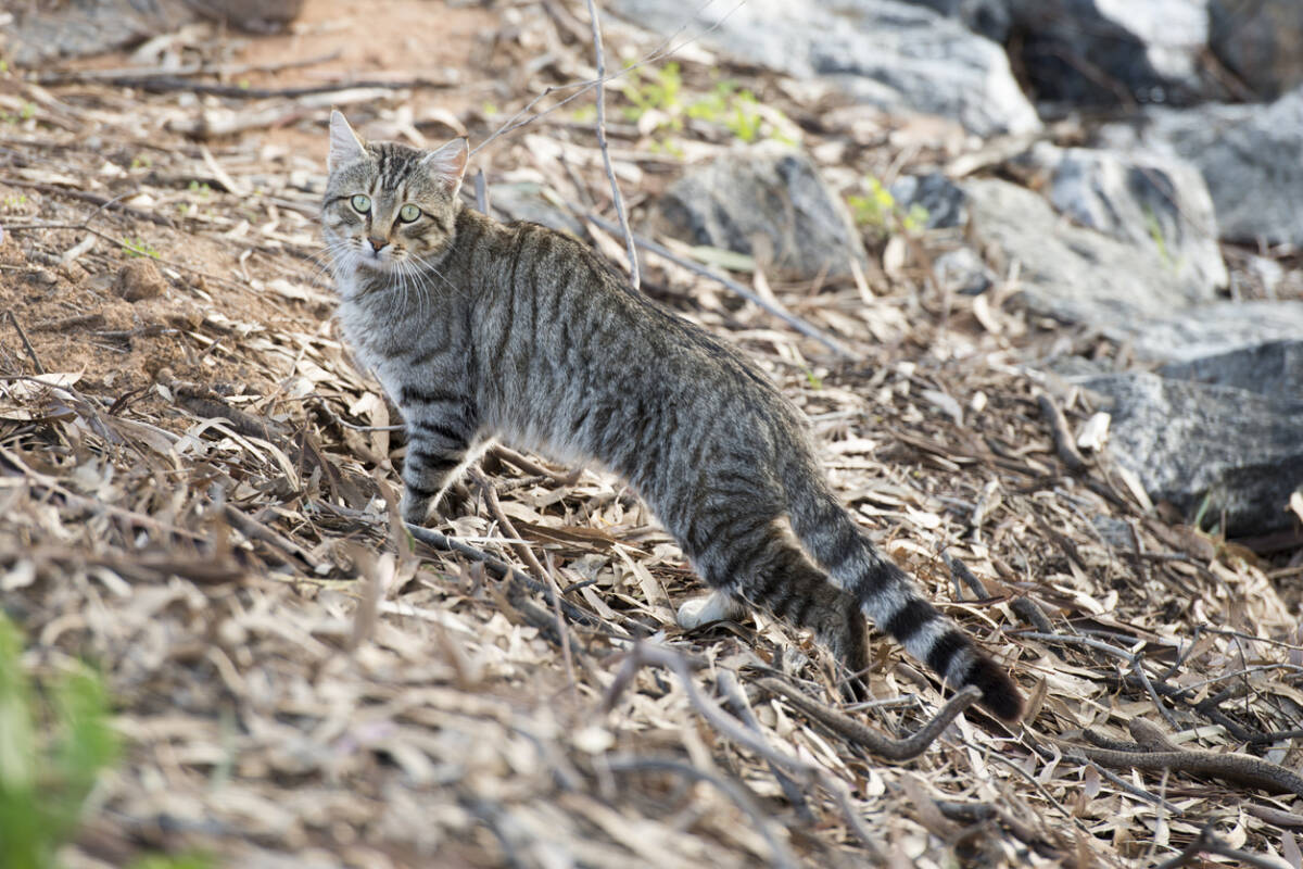 Article image for Feral and pet cats decimating native birds ‘in the millions’