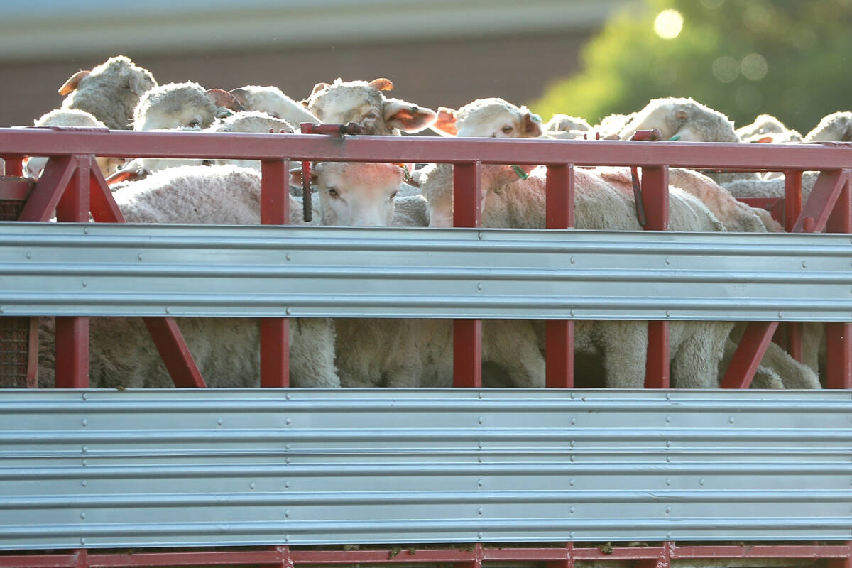 Article image for WA Farmers push Roger Cook to overturn live-export ban