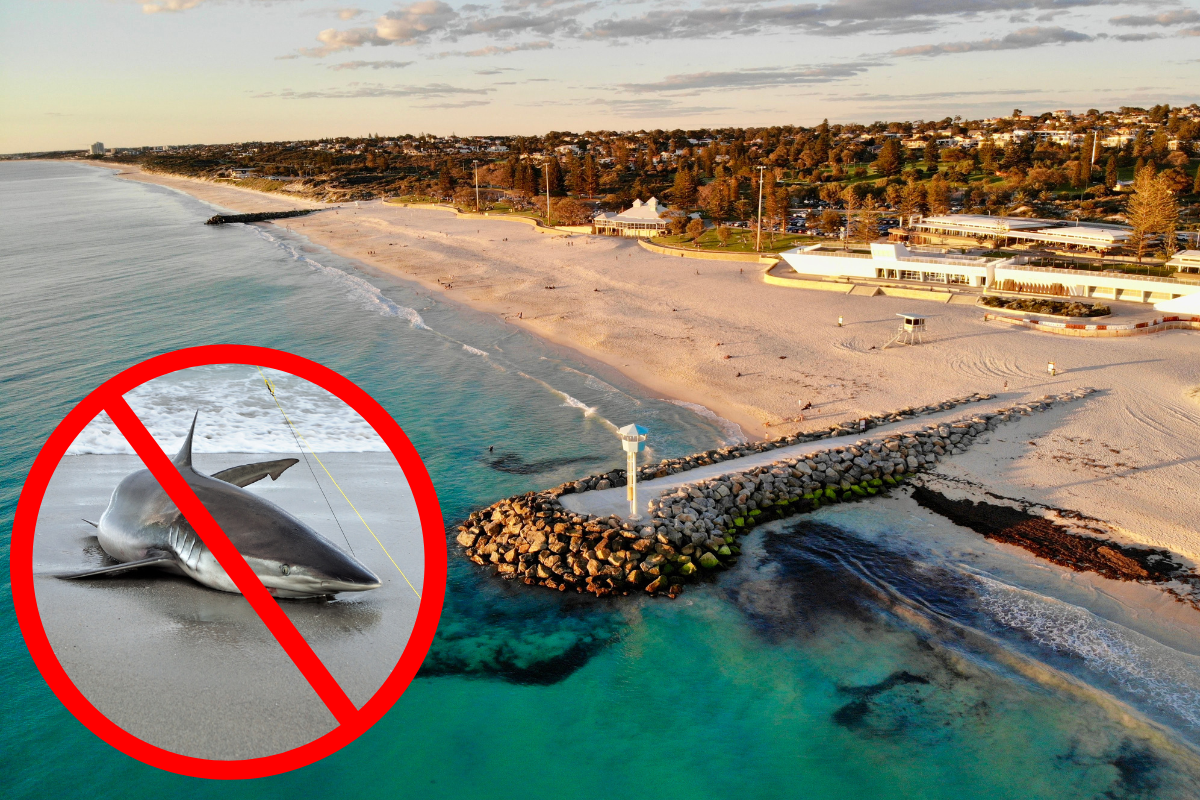 Article image for Town of Cambridge set to crack down on shark fishing