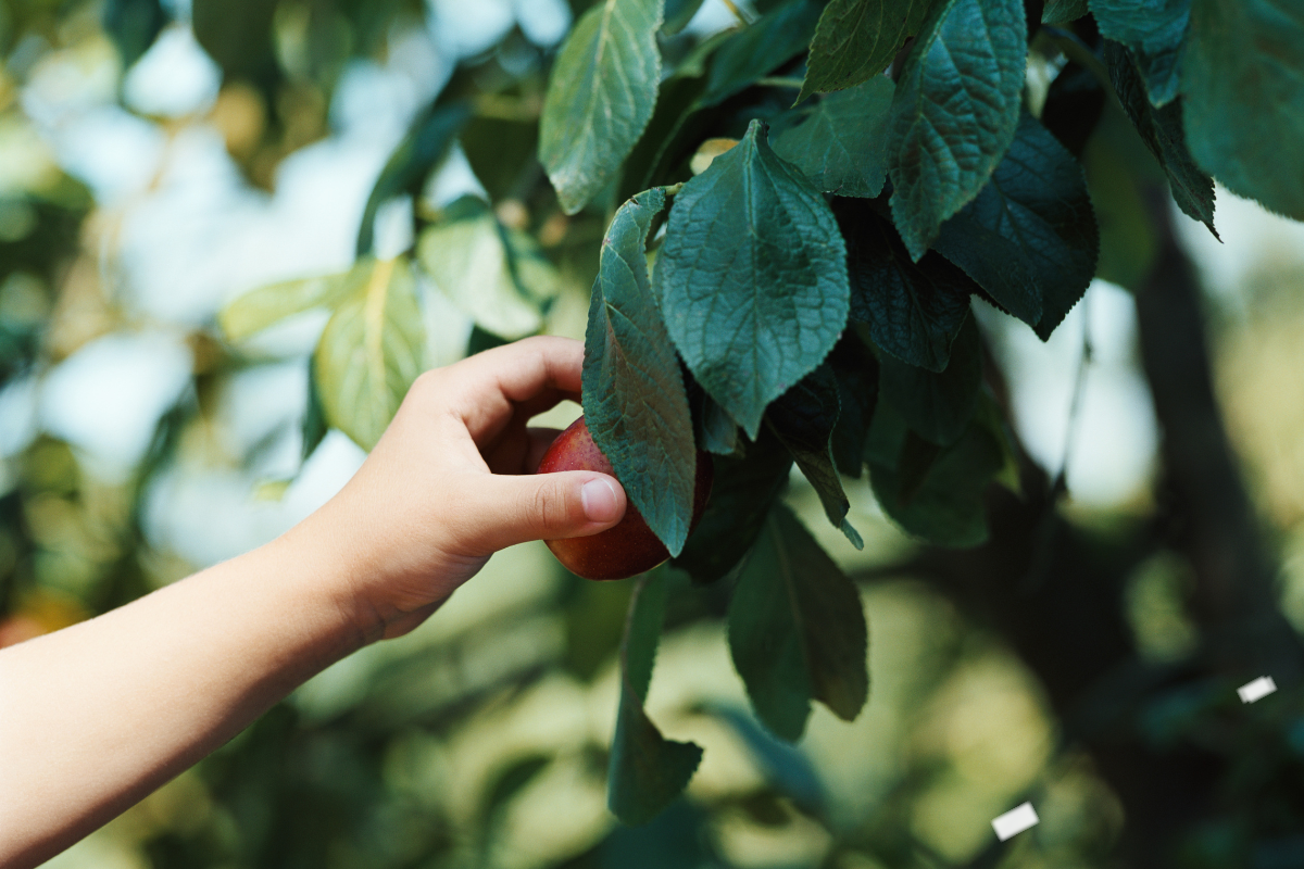 Article image for Aussie work ethic questioned by French fruit picker