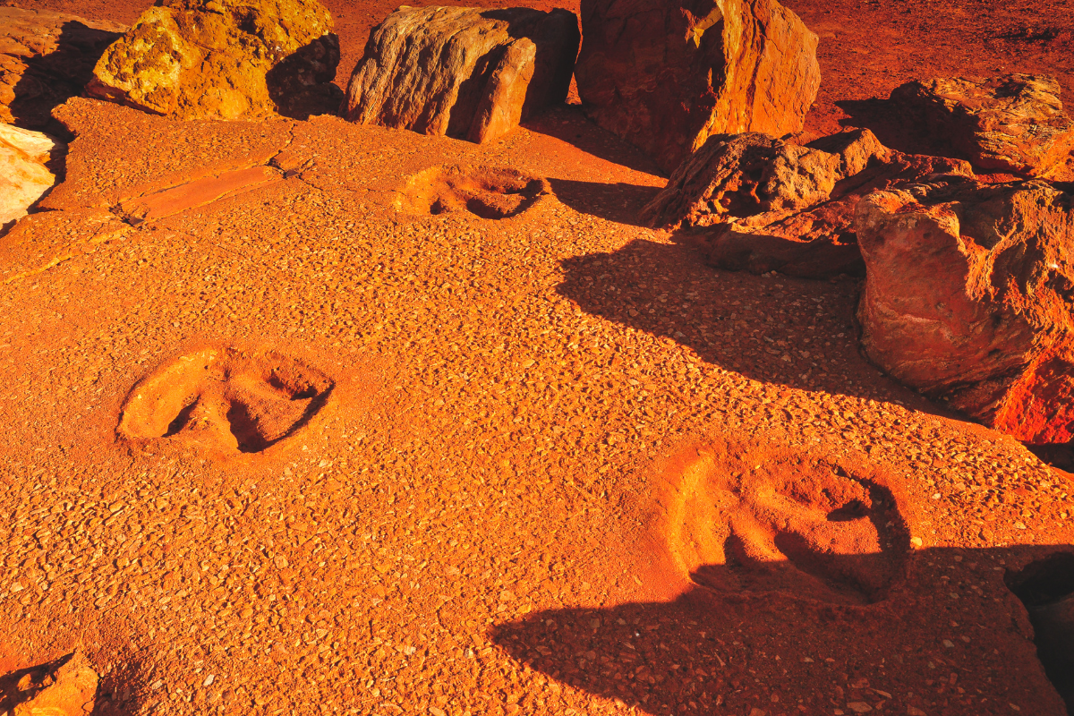 Article image for The rise of dino-tourism: Why WA is a hotspot for dinosaur fossils