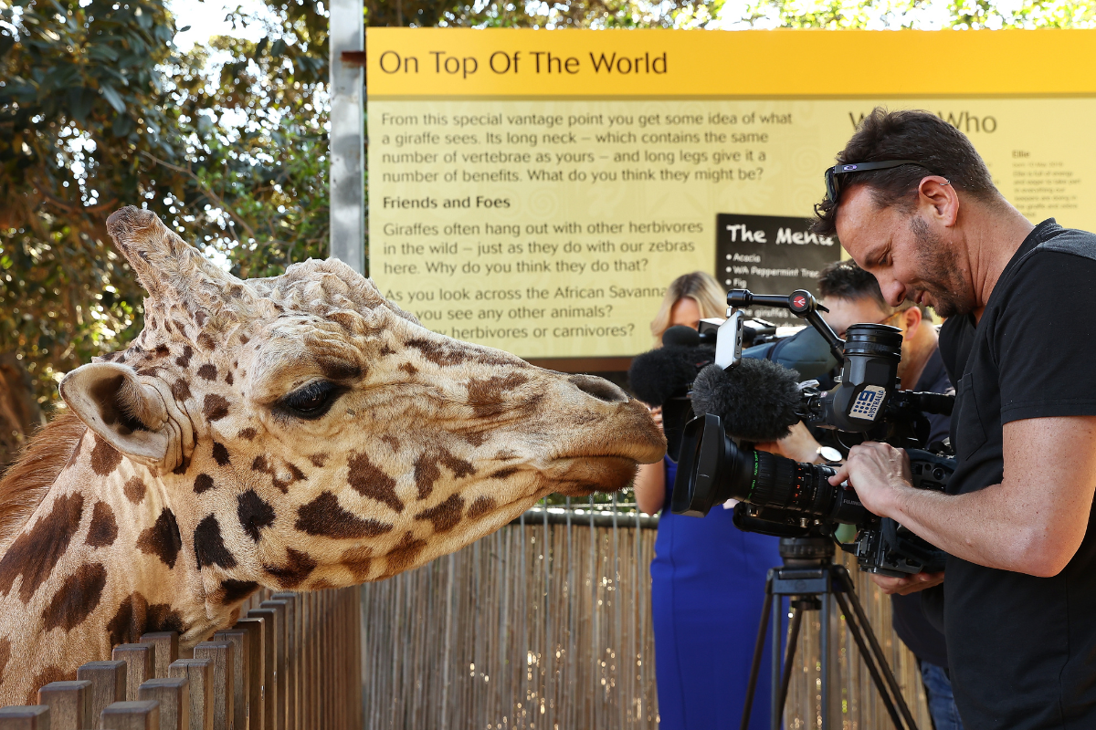 Article image for How technology is changing the way people communicate with animals