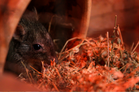 Endangered native mammal losing ‘anti-predator instincts’