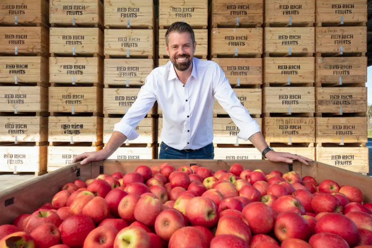 Article image for Cosmic Crisp: Manjimup farm helps stock new $27 million apple variety