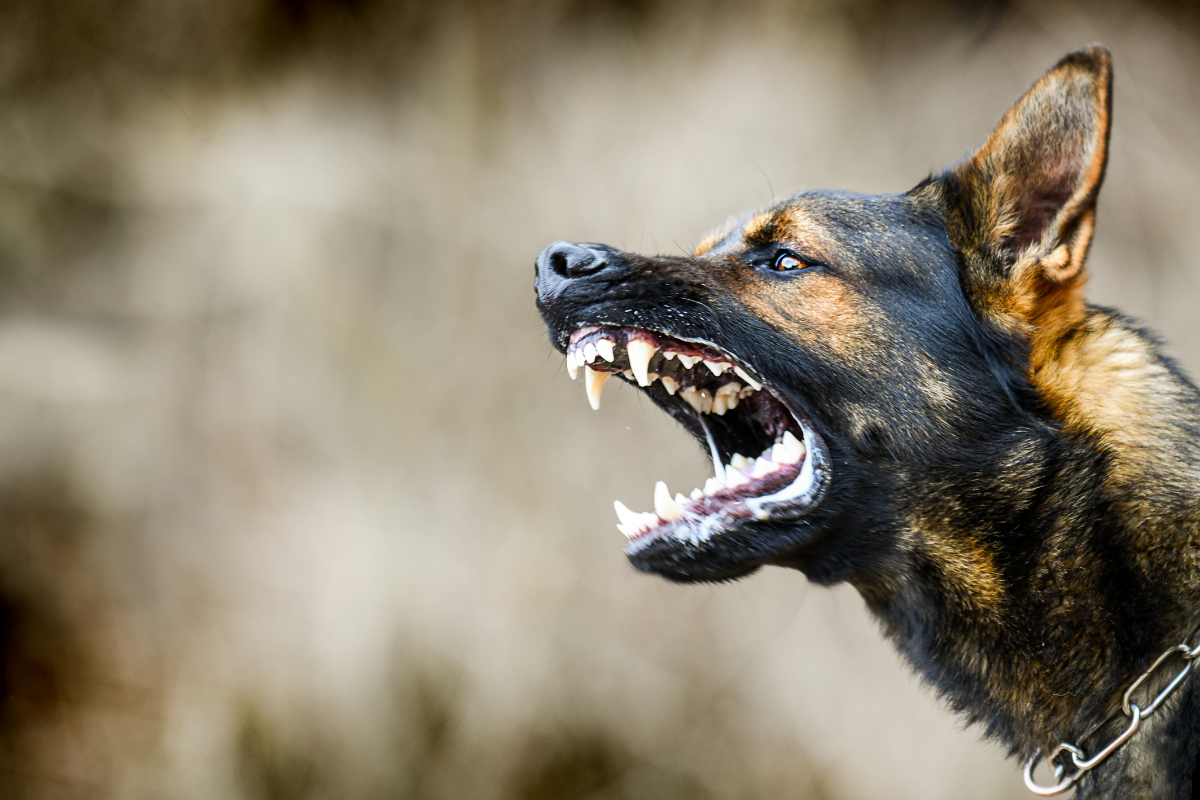 Article image for Canning Council considers canine attack budget