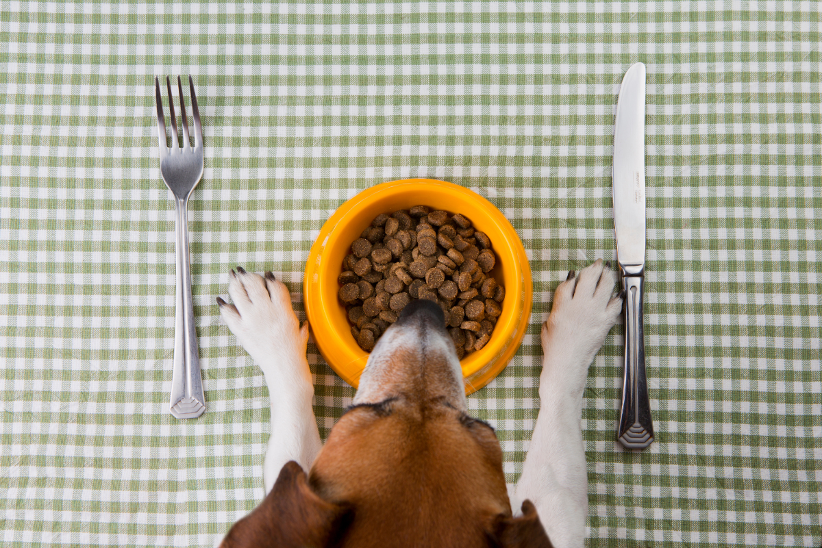 Article image for Are we feeding our pets properly? New studies suggest not