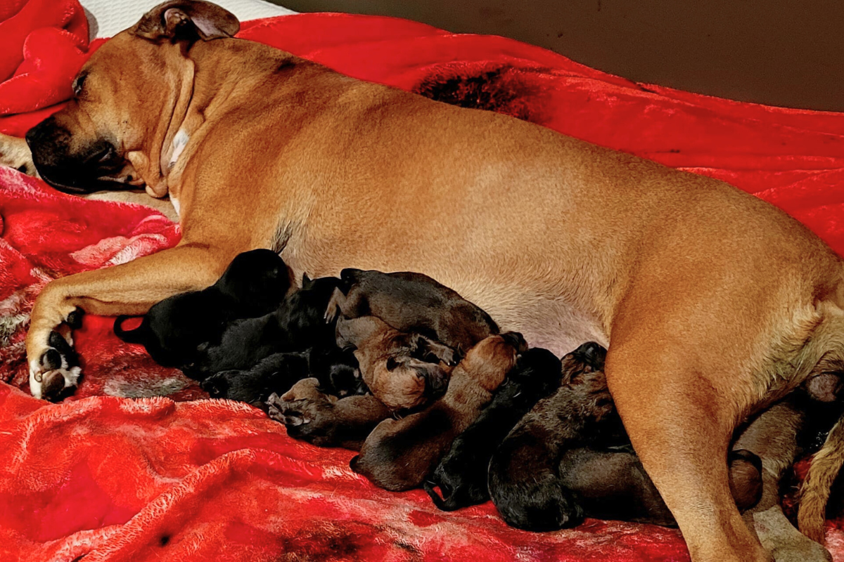 Article image for Puppy power: Perth dog breaks record for most births in a litter