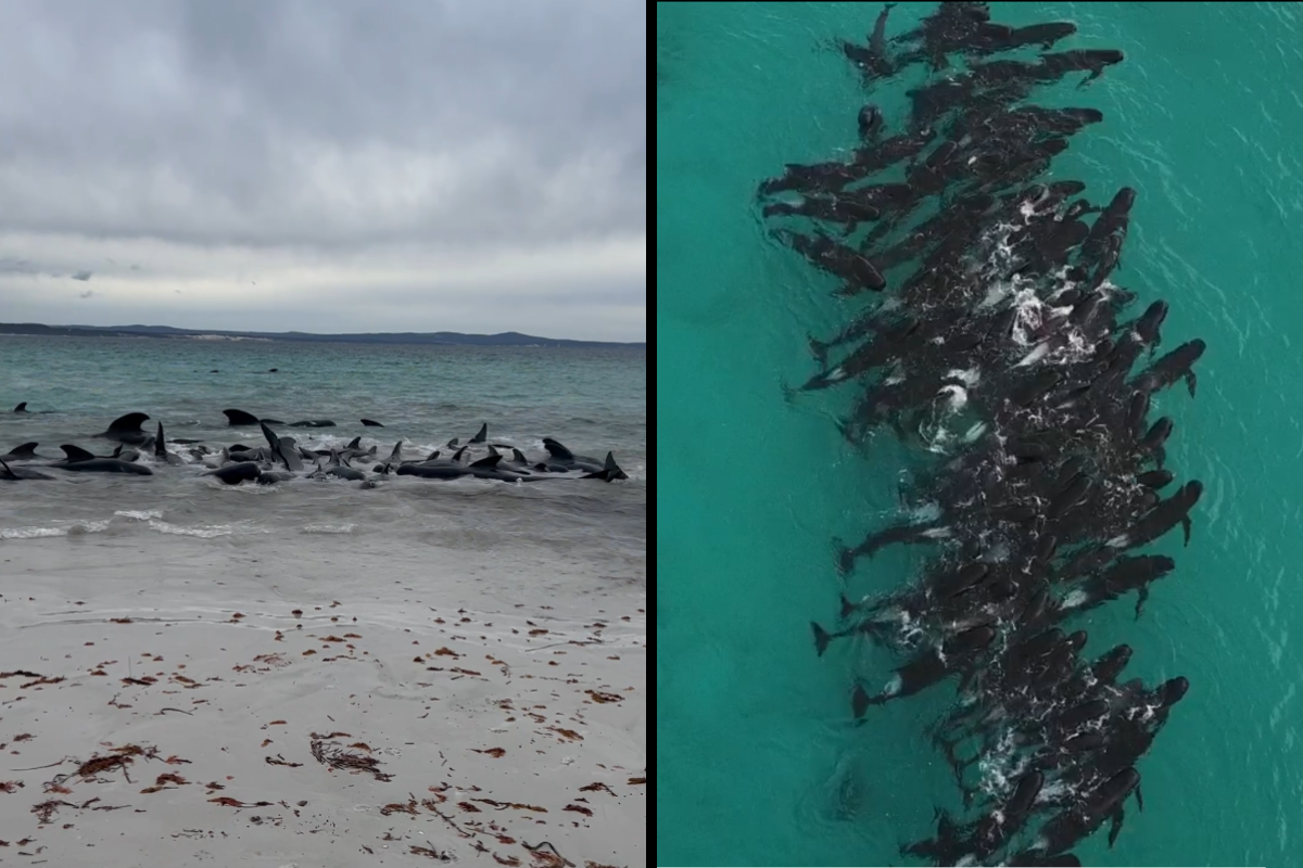 Article image for BREAKING: Mass whale stranding in Southern WA