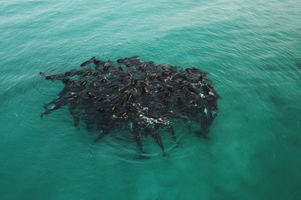 Why Did Nearly 100 Pilot Whales Strand Themselves On WA's South Coast?