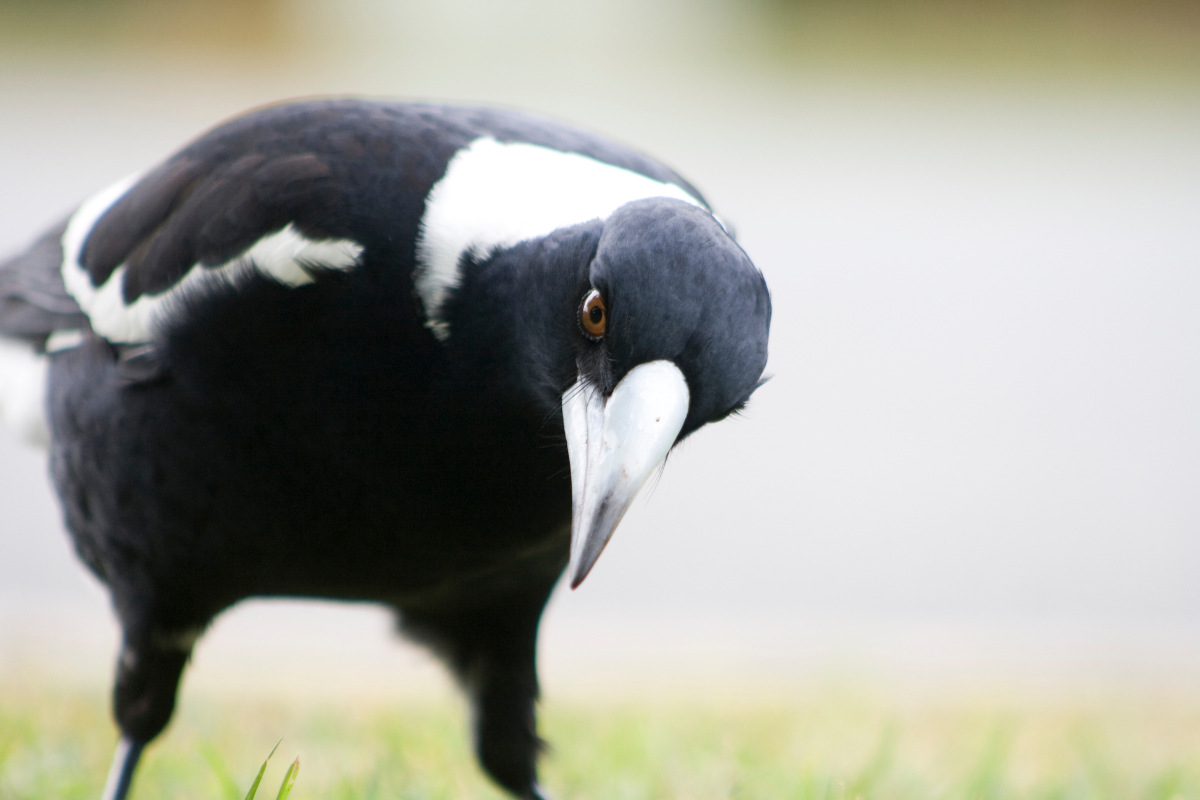 Article image for Hundreds of magpie attacks flags early start to swooping season