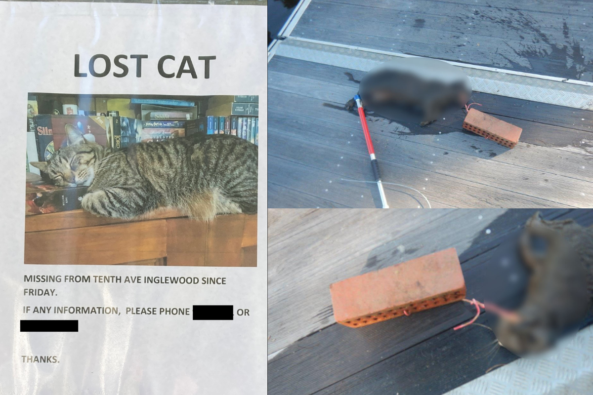 Article image for Cruel death of pet cat leaves owners and RSPCA in shock