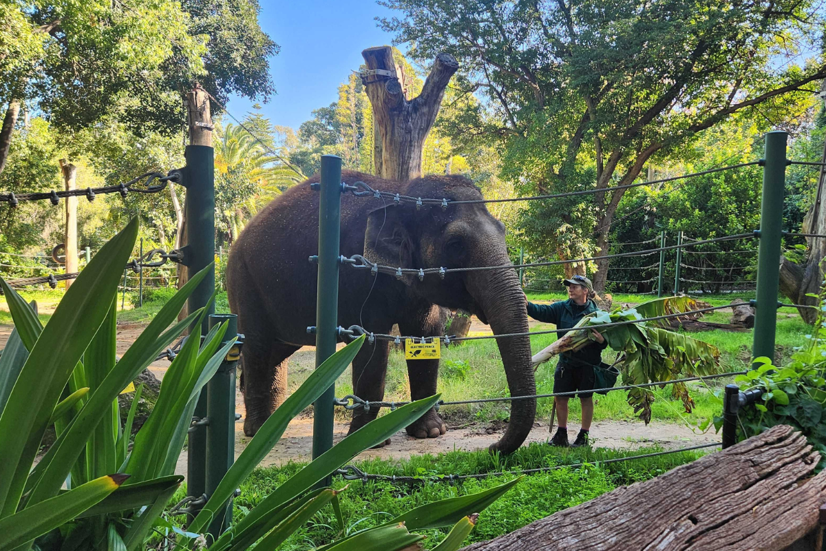 Article image for Perth Zoo’s Asian elephants set to move to their ‘forever home’