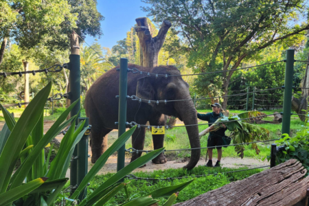 Perth Zoo’s Asian elephants set to move to their ‘forever home’