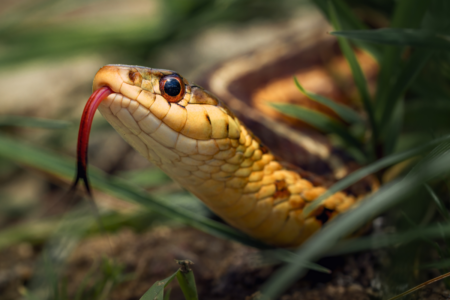 Fatal snake bite in QLD sparks warning about snakes across WA