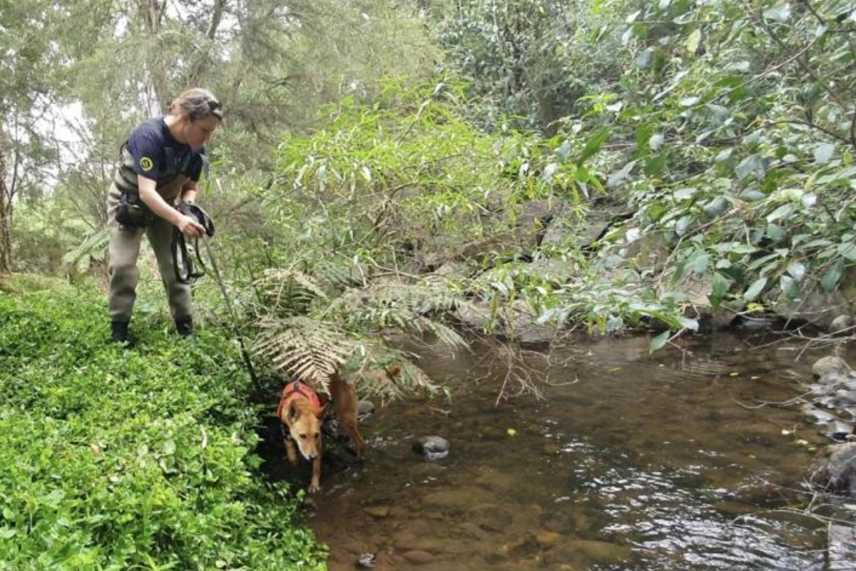 Article image for Sniffer dogs taught how to find the elusive platypus