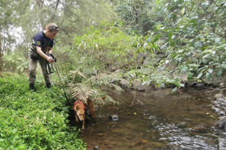 Sniffer dogs taught how to find the elusive platypus