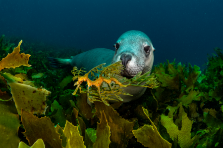 West Australians demand more protection for unique marine species