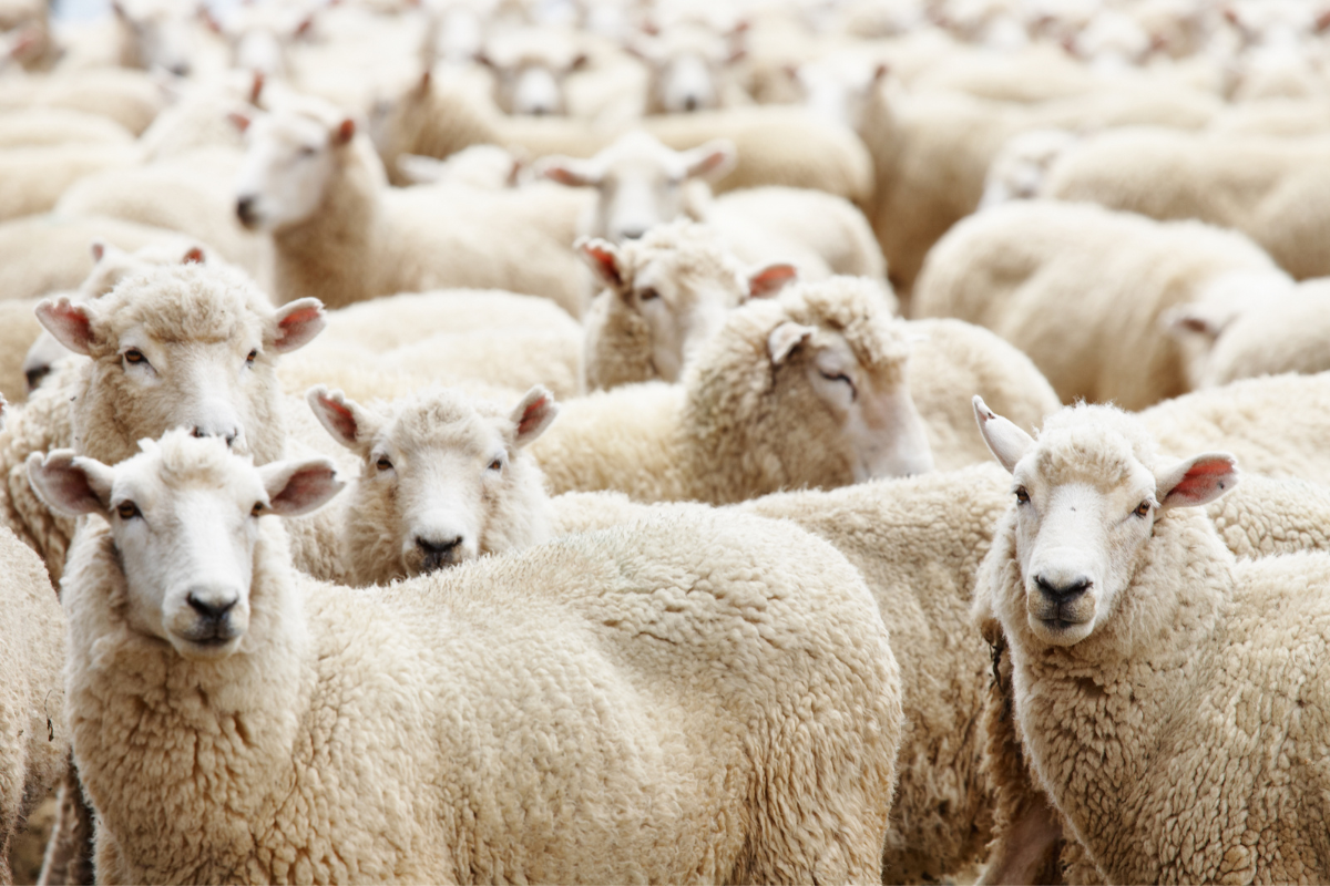 Article image for Falling sheep prices cause major concern amid looming live export ban