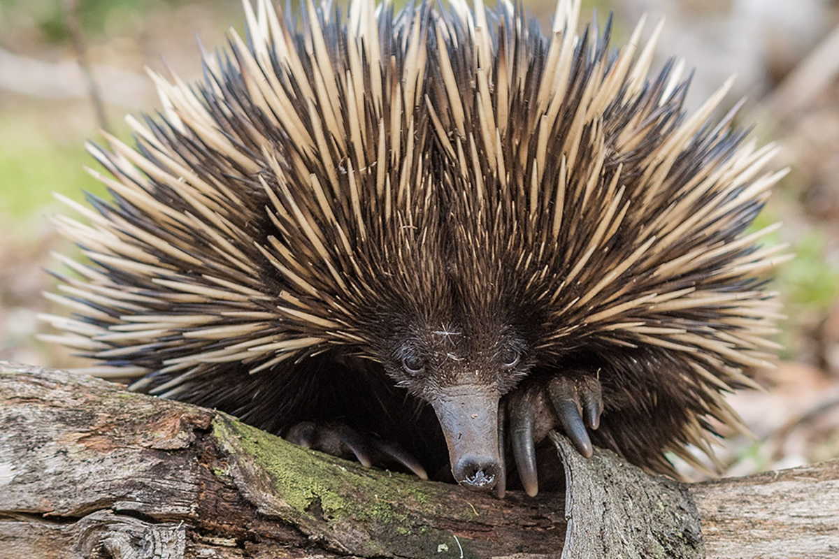 Article image for Echidnas doing what?: WA researchers capture rare recordings