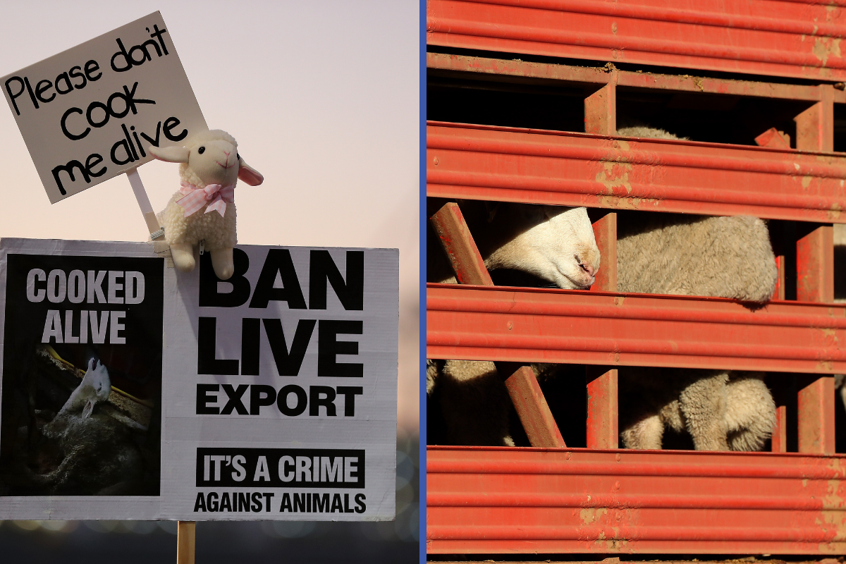 Article image for Farmers can’t give sheep away as bottom falls out of live export industry