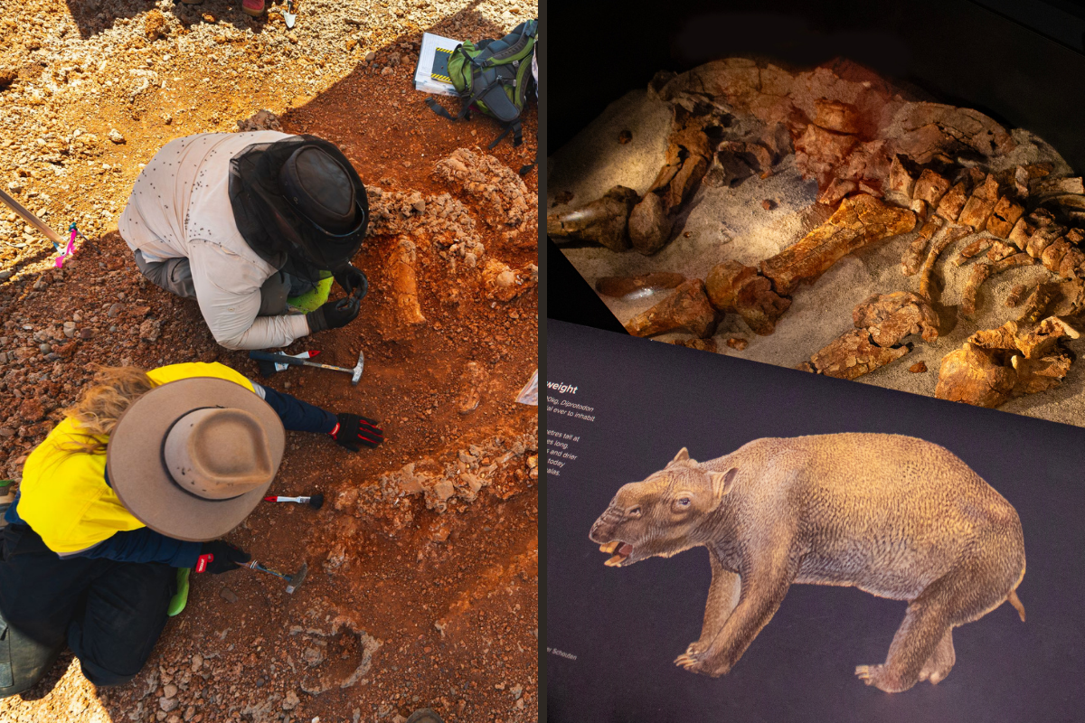 Article image for Wombat’s back: WA project leads to mind-blowing paleo progress