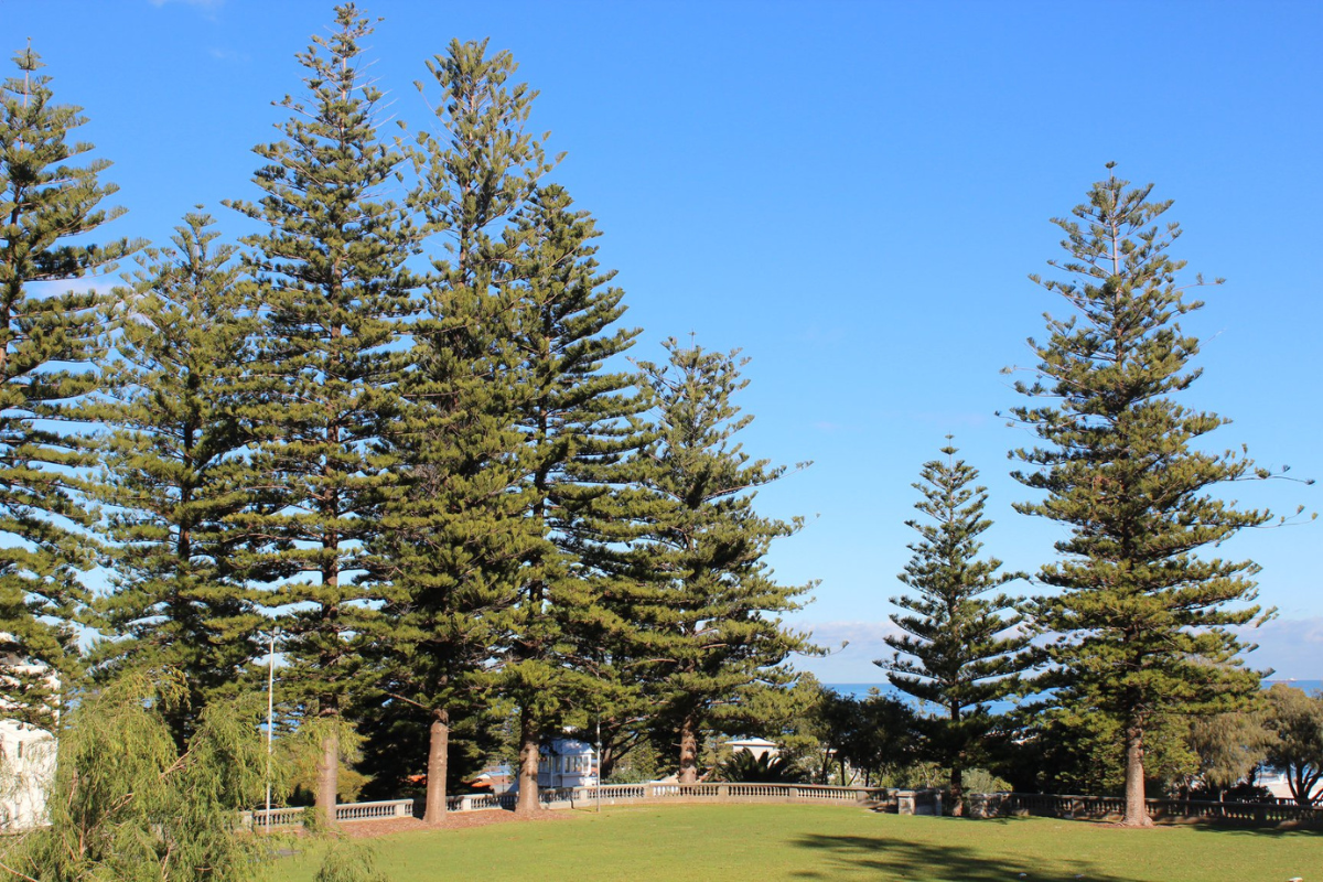 Article image for Cottesloe pines on the chopping block: Town mayor responds