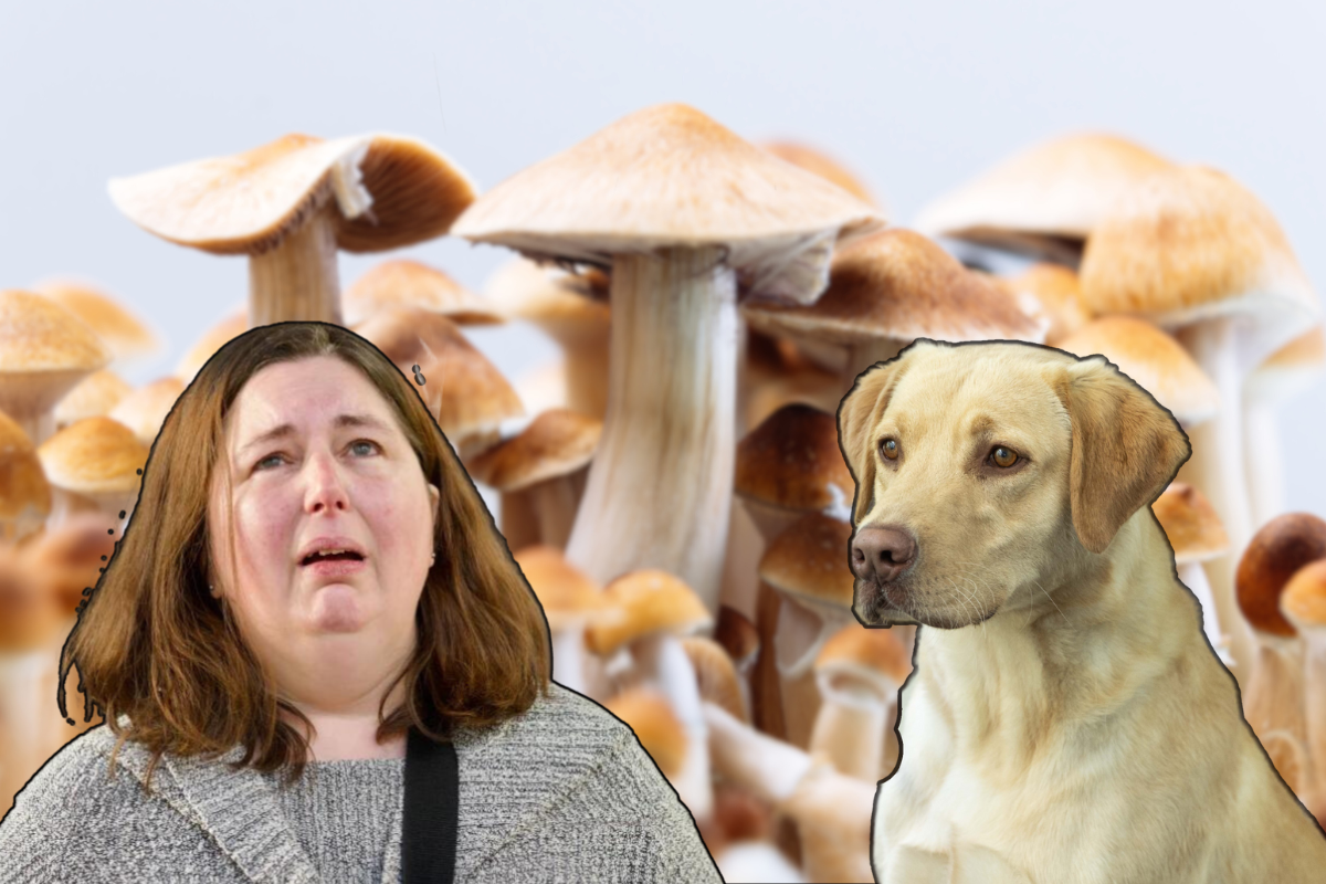 Article image for AFP using ‘Technology Detection Dogs’ at mushroom death property