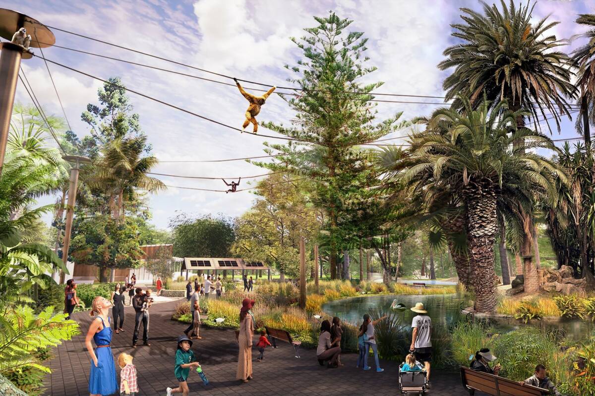 Article image for Swingin’ apes! Perth Zoo’s new gibbon crossing enclosure kicks off $11.7 million project