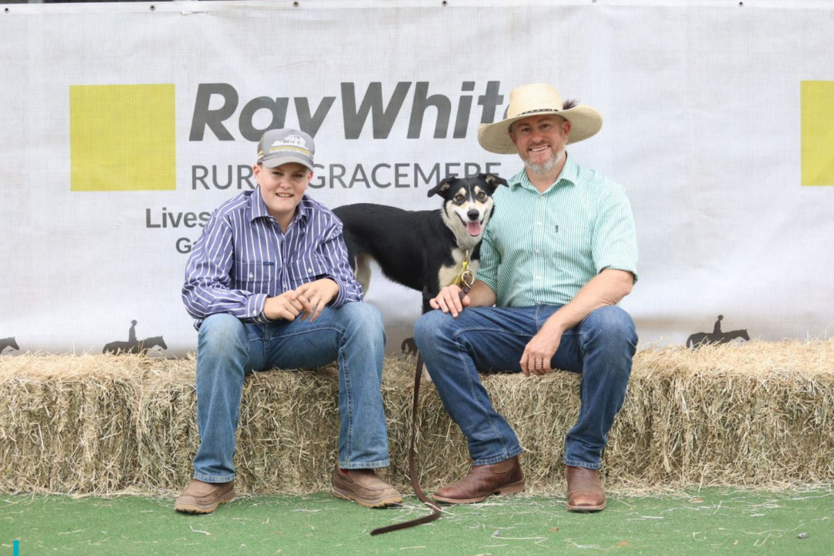 Article image for Border collie breaks world record after selling for $40k