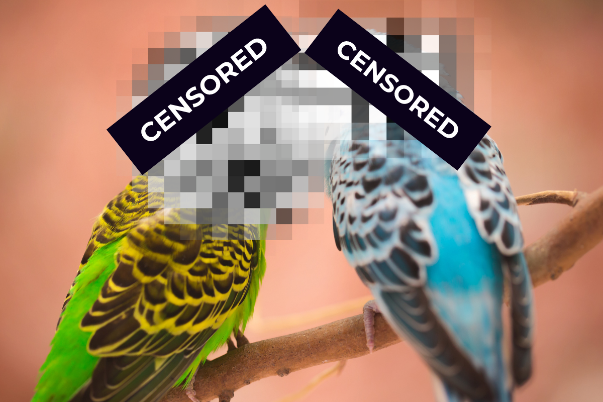 Article image for Flight of Fancy: National Budgie Judges Banned from Social Media
