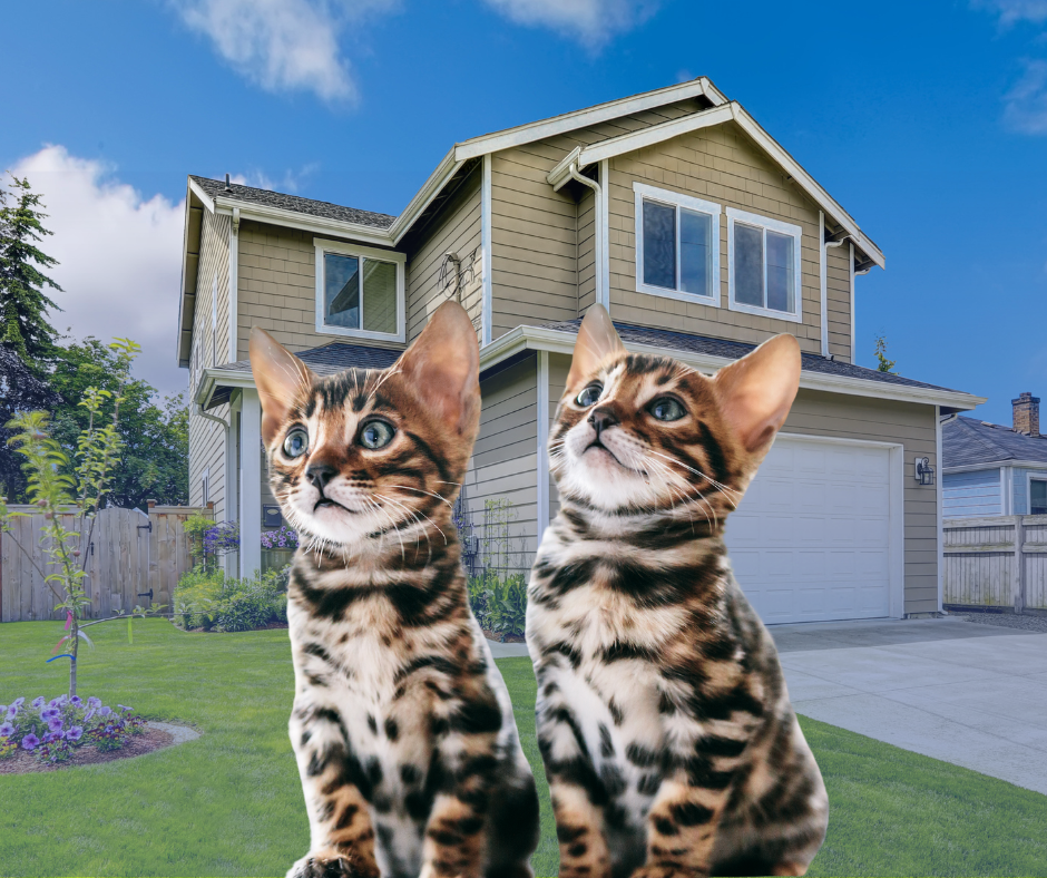 Article image for 2 per household limit on cats introduced in City of Gosnells