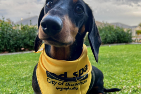 City of Busselton adopts campaign to tag dogs yellow if they need space