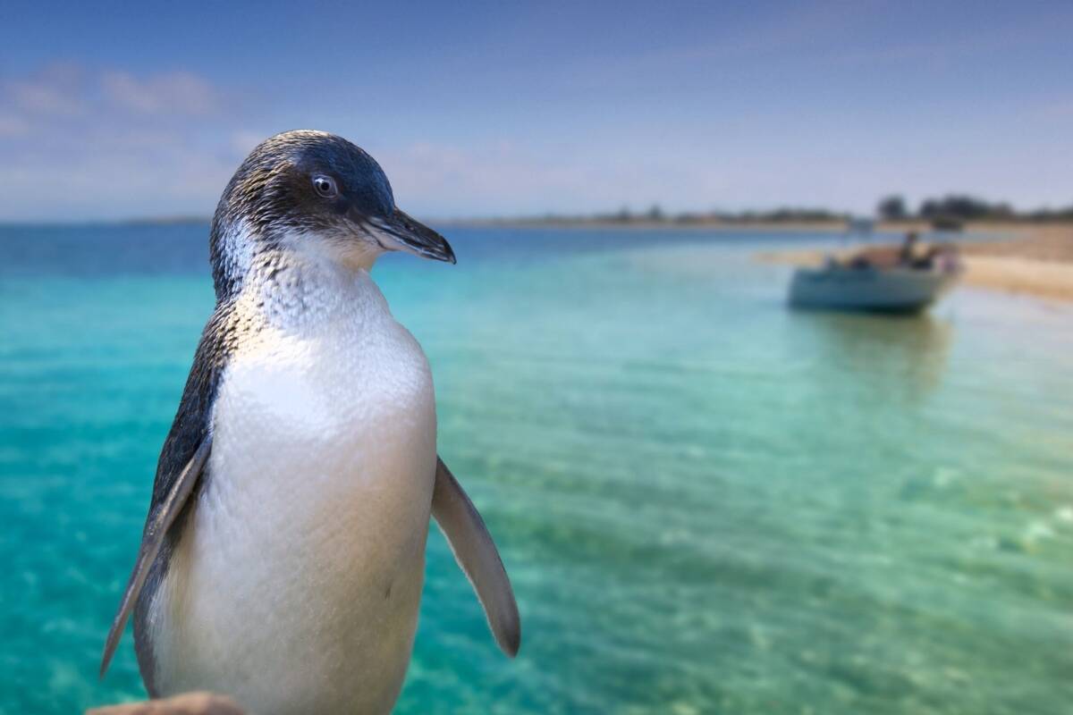 Article image for Rockingham community set to march for declining penguin population