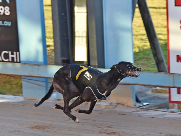 Article image for Push continues to ban greyhound industry