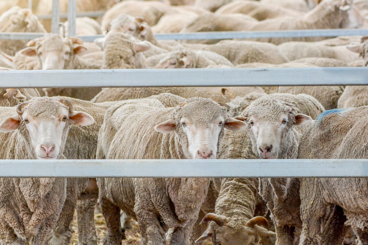 Article image for Nationals Leader says Labor members given the ‘green light’ to cross the floor on the live sheep export phase out
